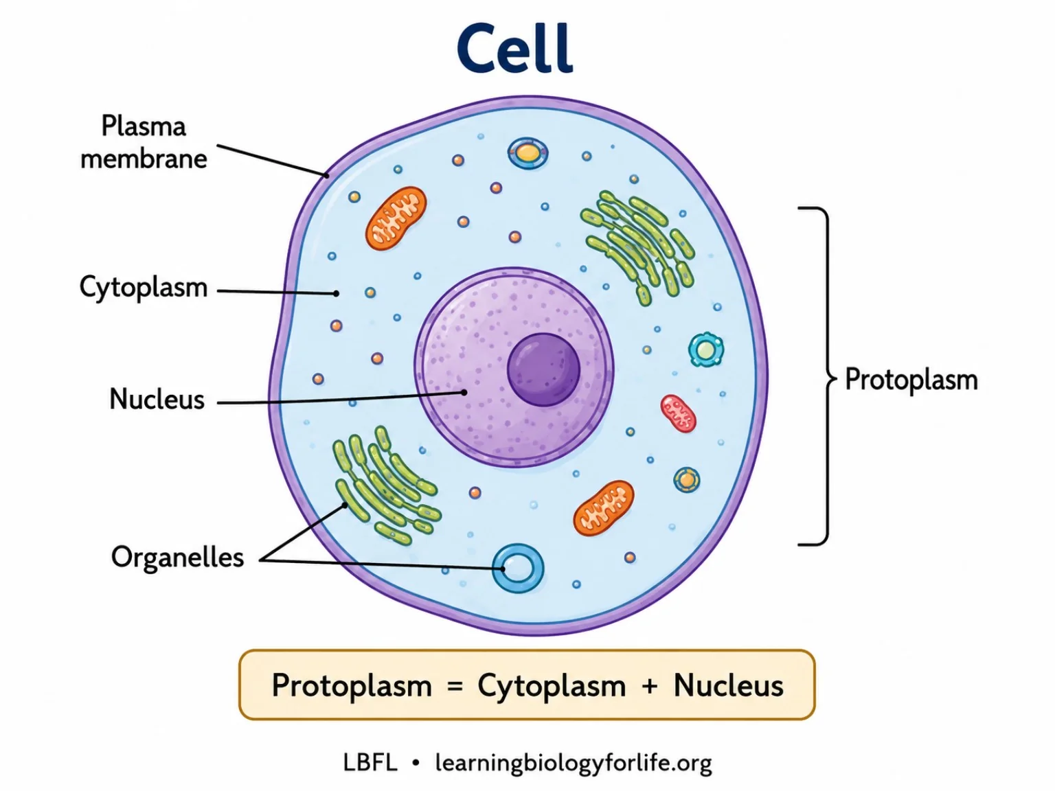 কোষের labelled diagram যেখানে plasma membrane, cytoplasm, nucleus, organelles এবং protoplasm দেখানো হয়েছে।