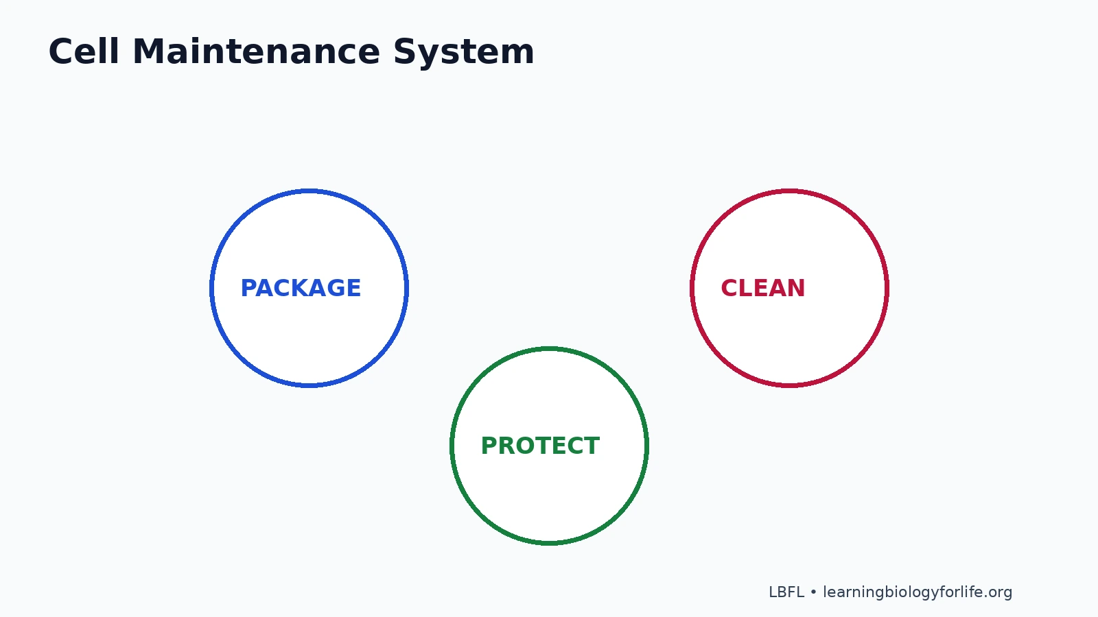 Concept diagram showing Golgi body, lysosome and peroxisome as a coordinated cell maintenance system for packaging, cleaning and protection.