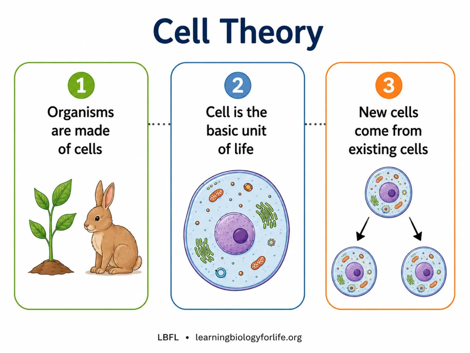 Cell theory-এর তিনটি মূল বক্তব্য: organisms are made of cells, cell is basic unit of life, new cells come from existing cells.
