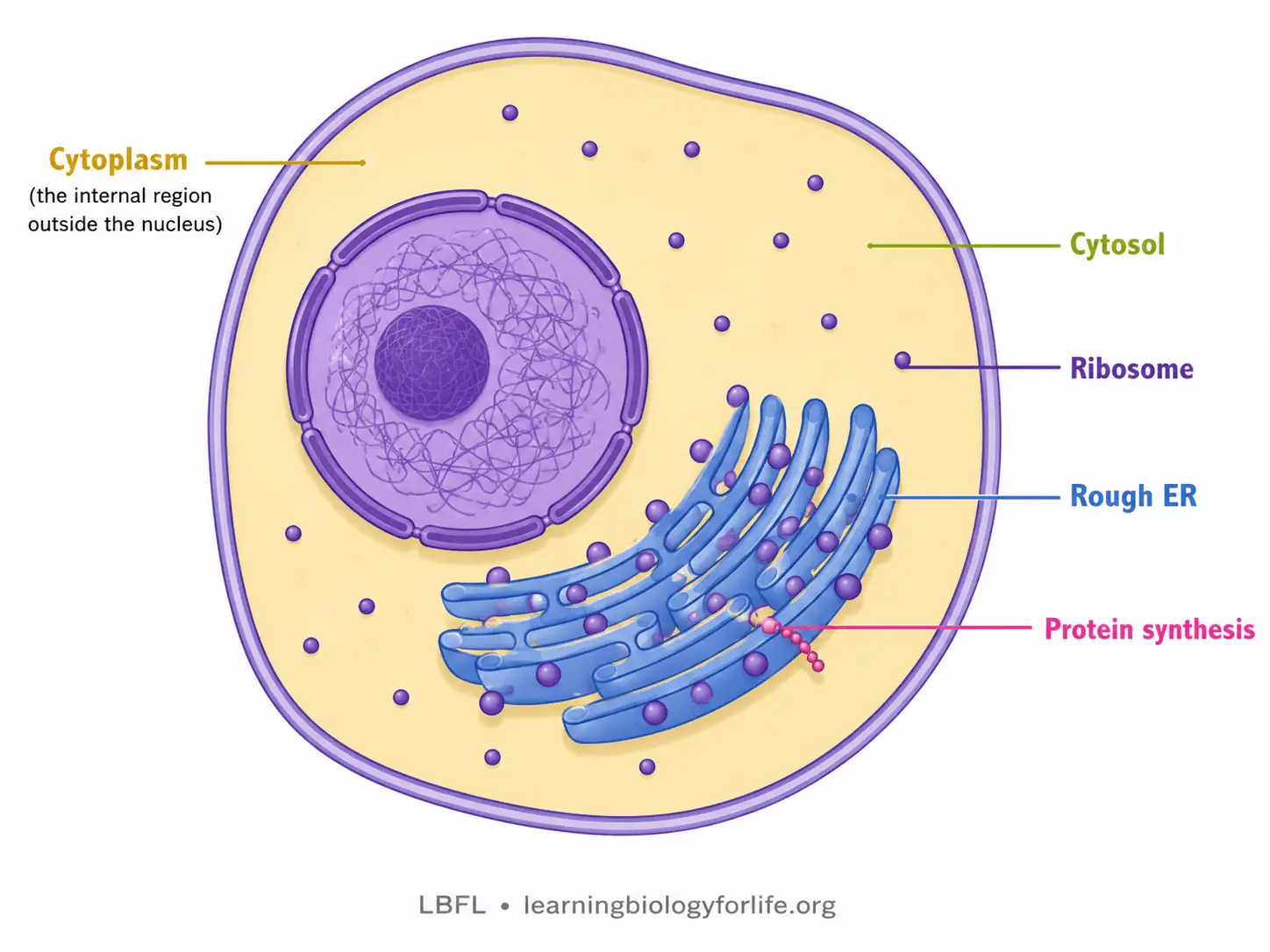 ইউক্যারিওটিক কোষে cytoplasm, cytosol, free ribosome, rough ER-এ attached ribosome এবং protein synthesis দেখানো labelled diagram।