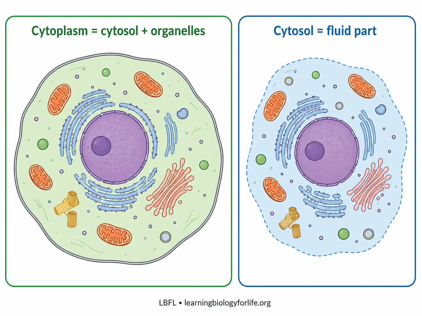 Cytoplasm ও cytosol-এর তুলনামূলক চিত্র; cytoplasm-এ cytosol ও organelles থাকে এবং cytosol হলো fluid part।