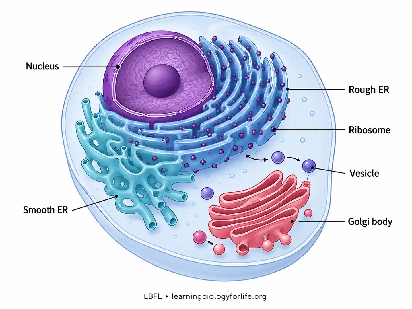 Labelled eukaryotic cell diagram showing nucleus, rough ER, smooth ER, ribosomes, ER lumen, transport vesicles and Golgi body.