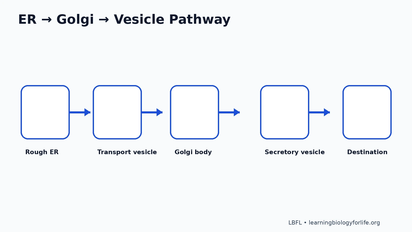 Flowchart showing rough ER, transport vesicle, cis Golgi, trans Golgi, secretory vesicle and final destination.