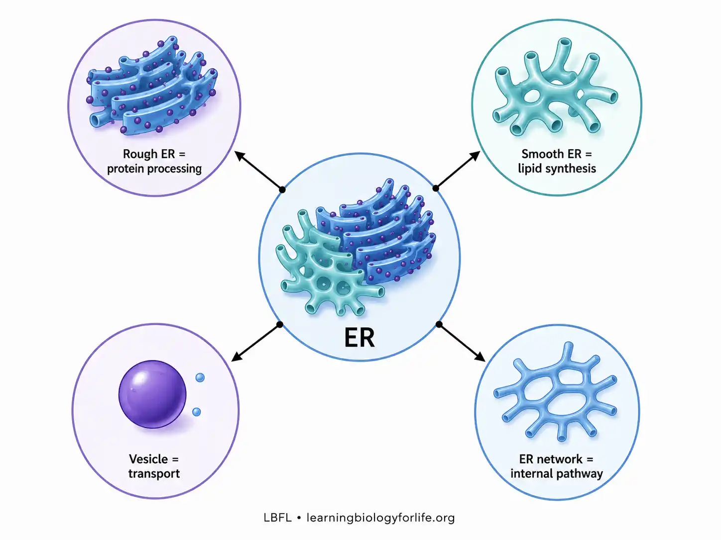 Four-panel map linking rough ER to protein secretion, smooth ER to lipid synthesis, liver smooth ER to detoxification and sarcoplasmic reticulum to calcium storage.