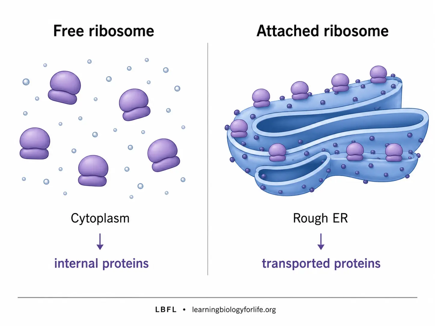 Cytoplasm-এ free ribosome এবং rough endoplasmic reticulum-এর surface-এ attached ribosome-এর তুলনামূলক চিত্র।