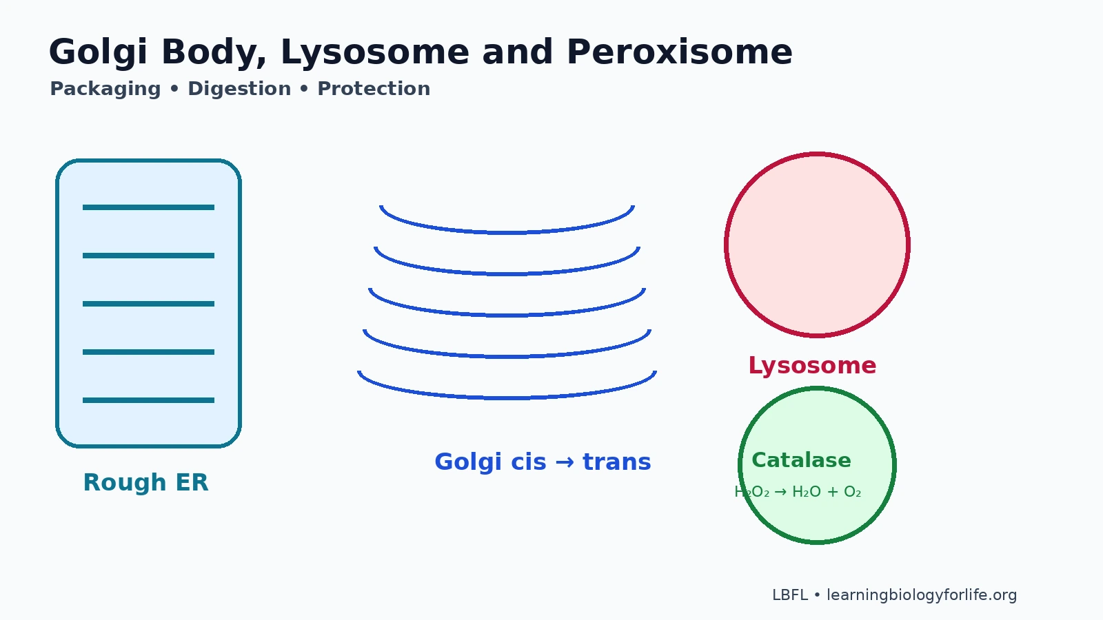 Labelled educational diagram showing rough ER, transport vesicles, Golgi body, lysosome, peroxisome, digestive enzymes and catalase in a eukaryotic cell.