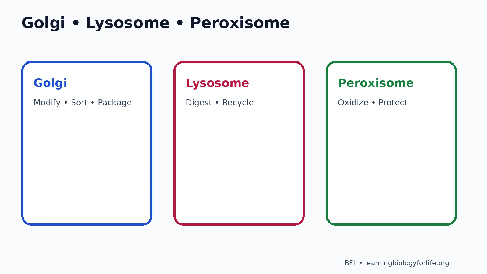 Comparison infographic showing Golgi packaging, lysosome digestion and peroxisome detoxification.