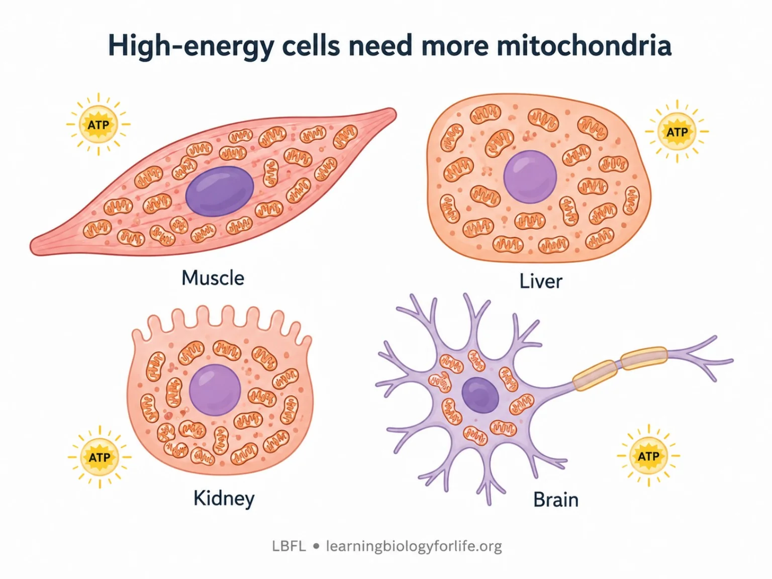 Muscle, liver, kidney and brain cells showing many mitochondria for high energy demand.
