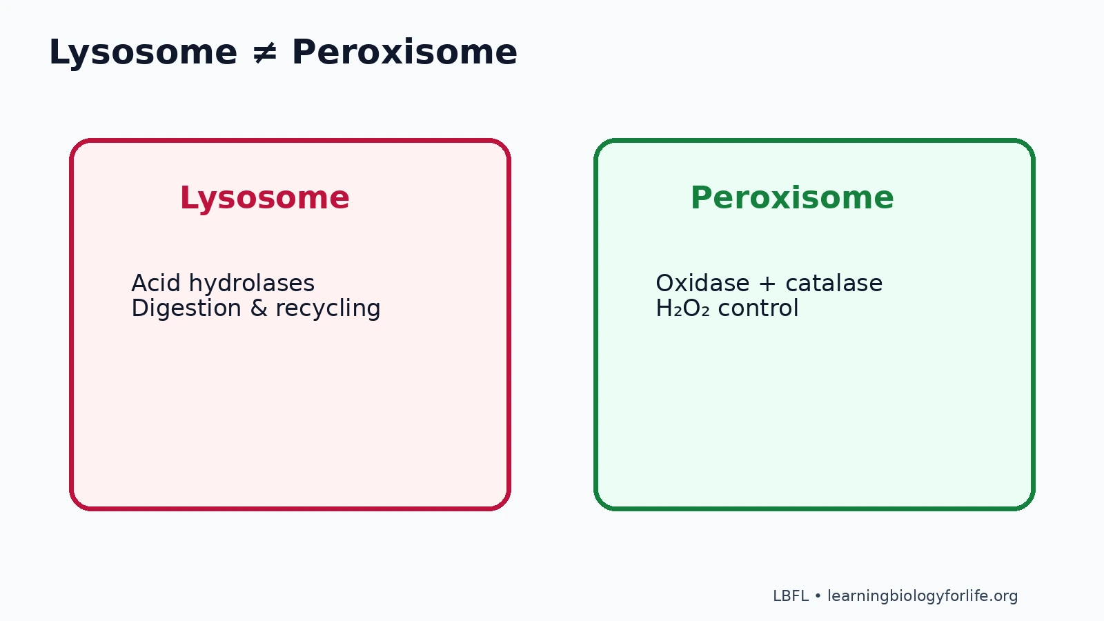 Misconception correction diagram comparing lysosome digestion and recycling with peroxisome catalase-mediated detoxification and protection.