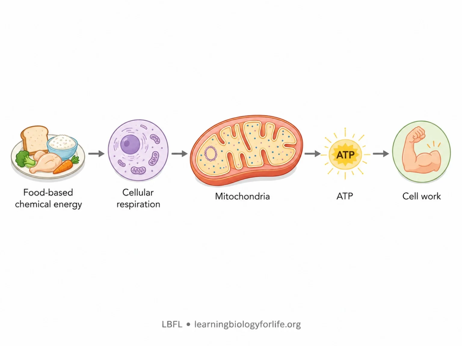 Food-based chemical energy থেকে cellular respiration, mitochondria, ATP এবং cell work flowchart.