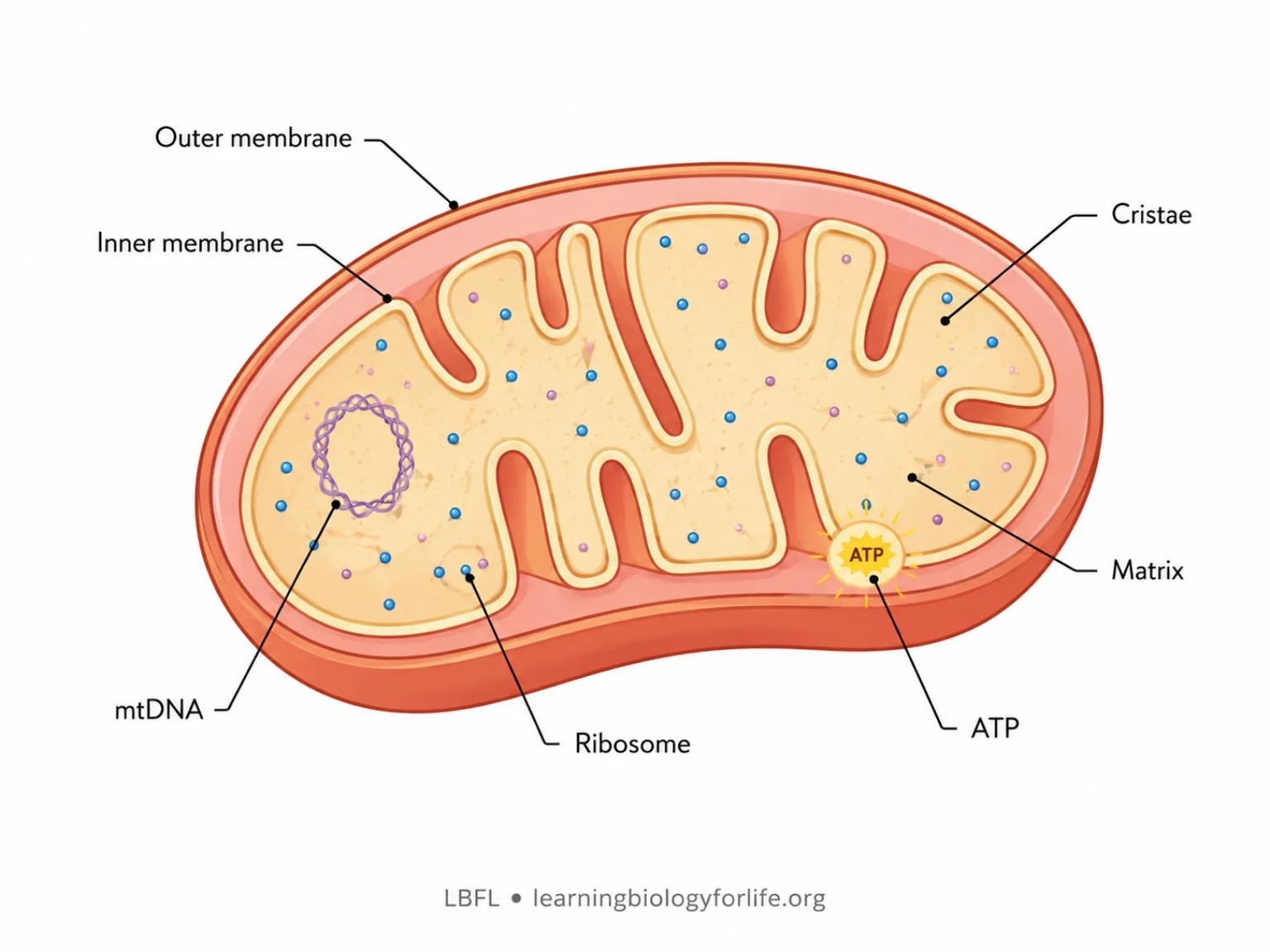 Mitochondrion-এর labelled diagram যেখানে outer membrane, inner membrane, cristae, matrix, ribosome, mtDNA এবং ATP দেখানো হয়েছে।