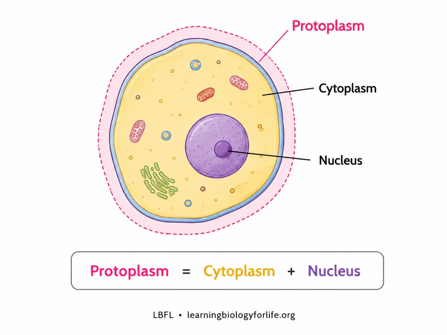 Protoplasm equals cytoplasm plus nucleus — এই সম্পর্ক দেখানো কোষ diagram।