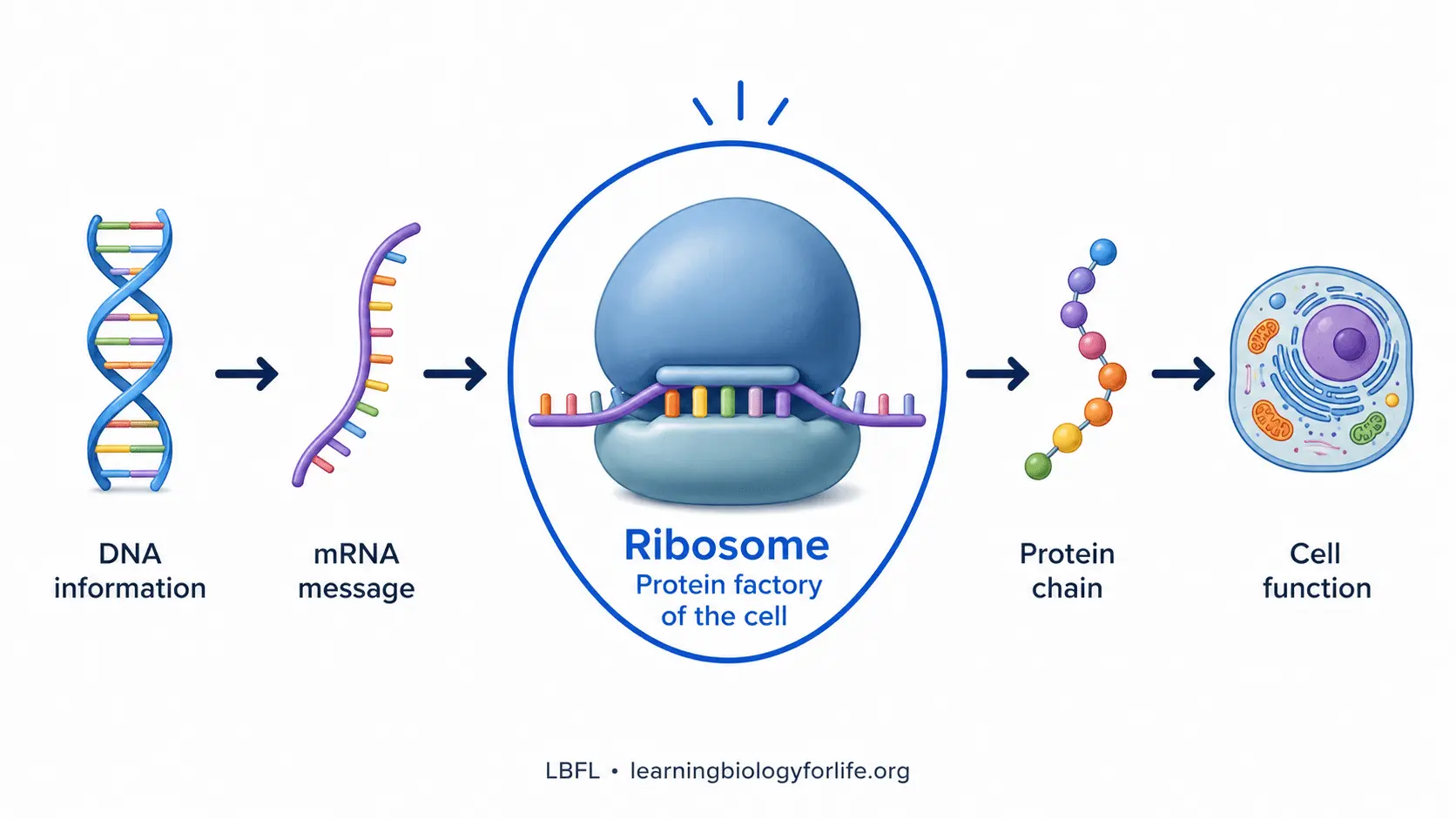 DNA information থেকে mRNA, ribosome, protein chain এবং cell function পর্যন্ত protein synthesis flowchart।