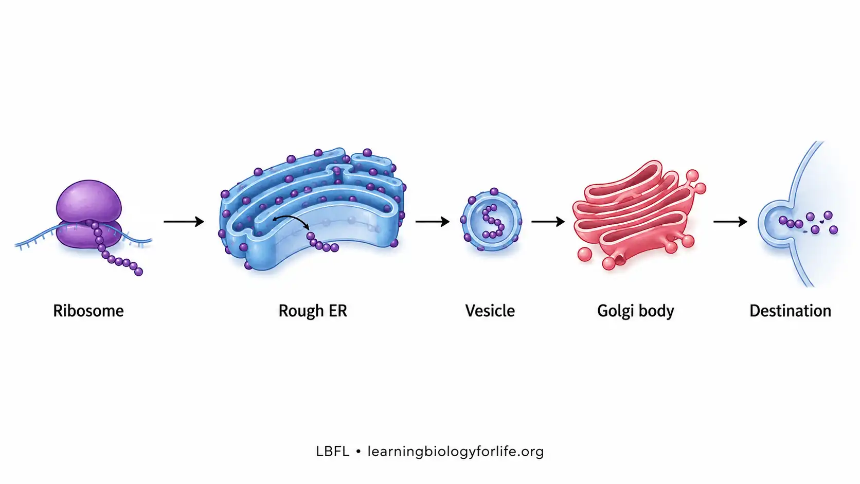 Flow diagram showing ribosome, rough ER, ER lumen, transport vesicle, Golgi body and final destination.