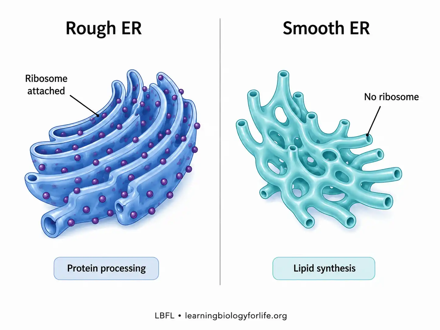 Comparison diagram of rough ER with attached ribosomes and smooth ER as ribosome-free branching tubules.