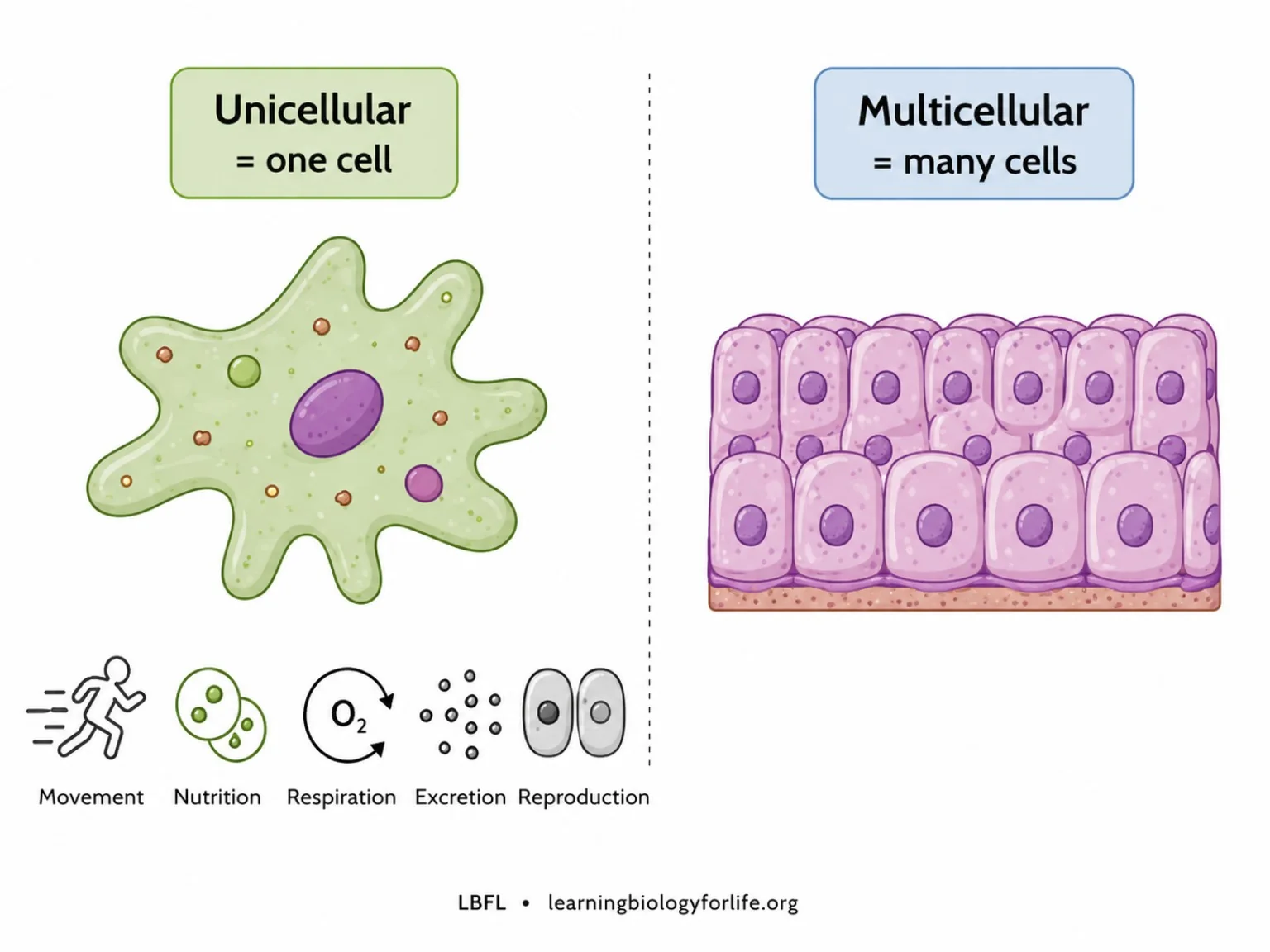 Unicellular organism এবং multicellular tissue তুলনামূলক diagram।